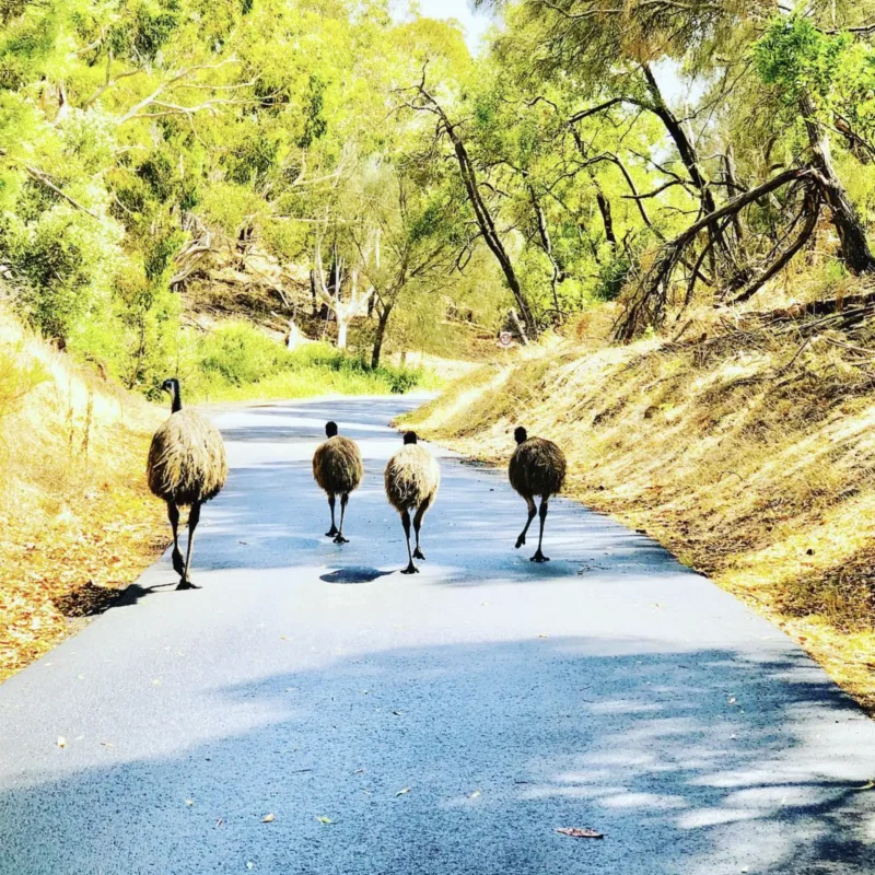 Historical Roots of Hill Wildlife Reserve
