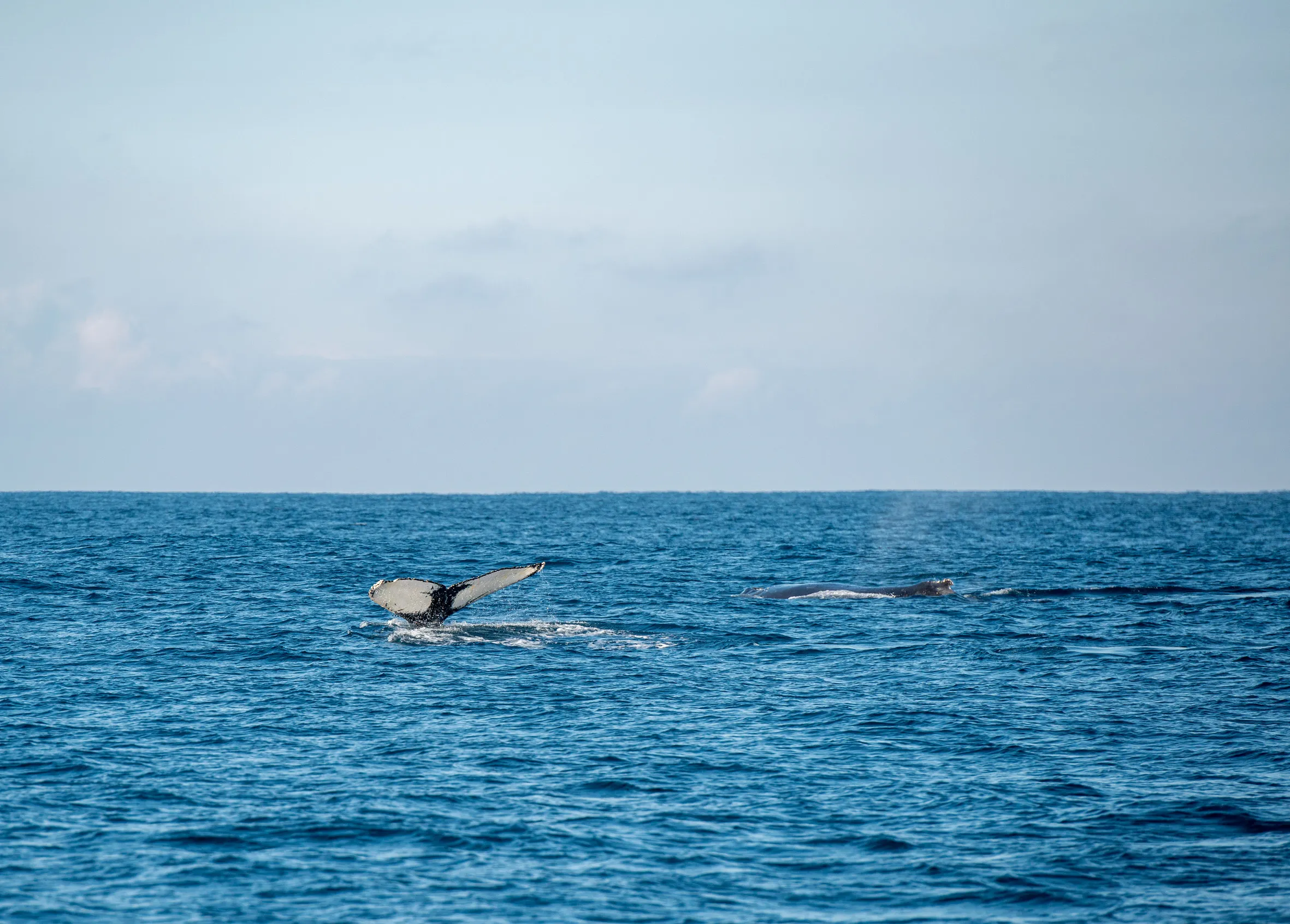 Humpback Whales