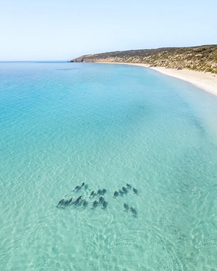 Instructions for reaching Kangaroo Island in South Australia