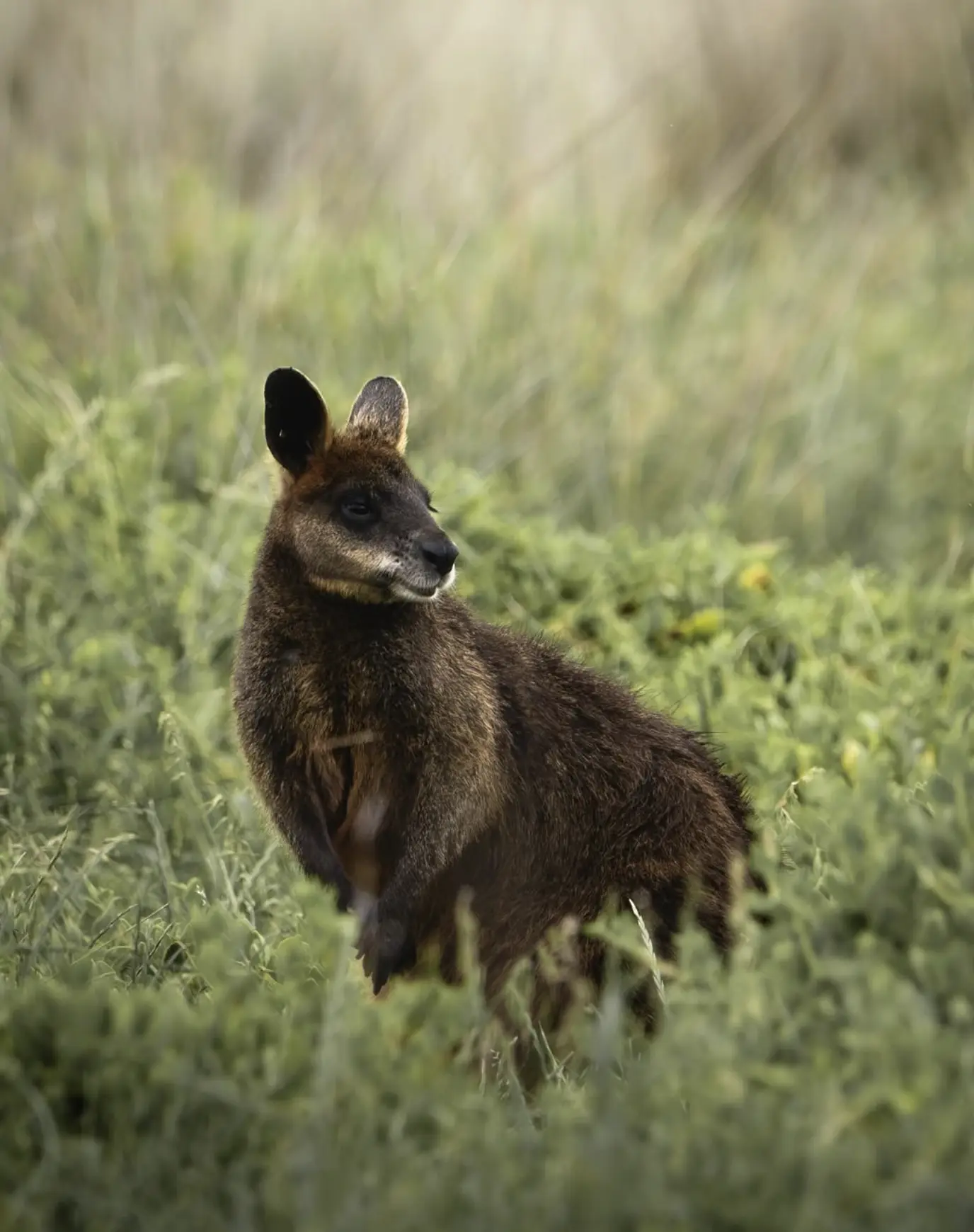 Island’s Wildlife