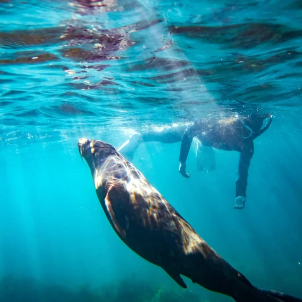KI Ocean Safari swim with seals