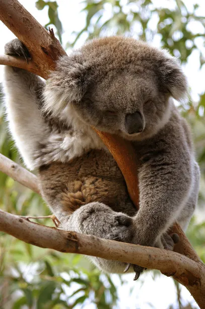 Koala Breeding Program