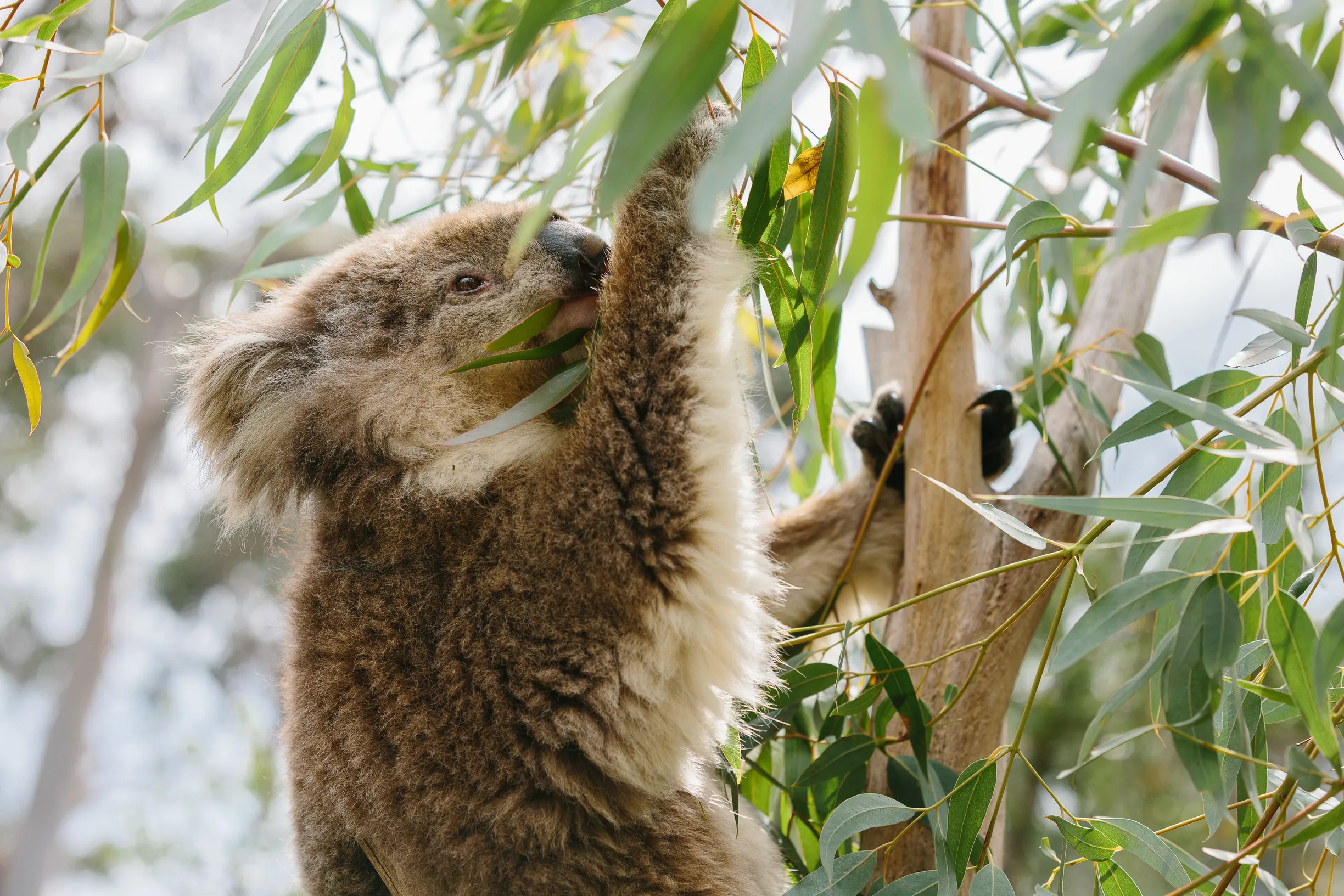 Koala Reserve