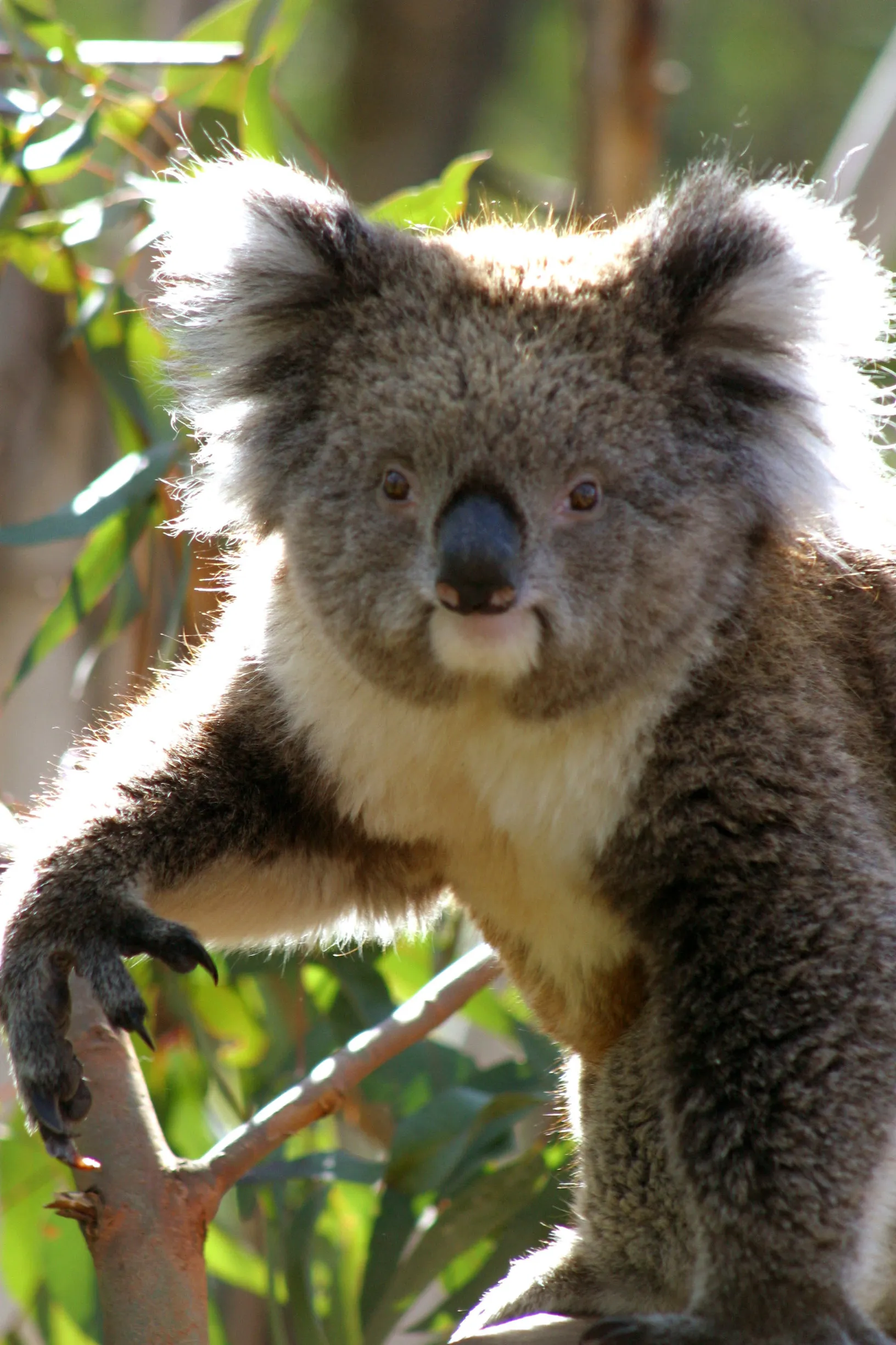 Koala Sightings