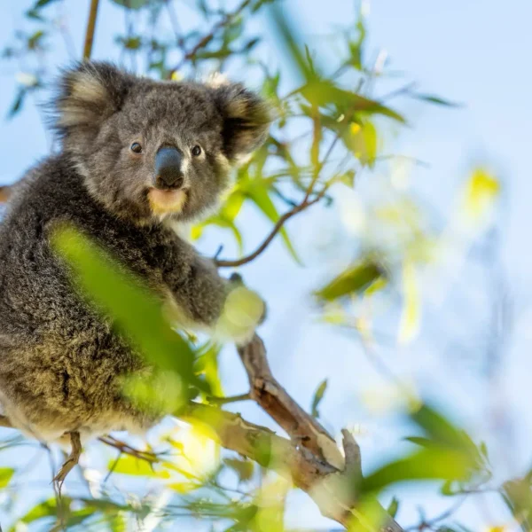 Koala on Kangaroo Island