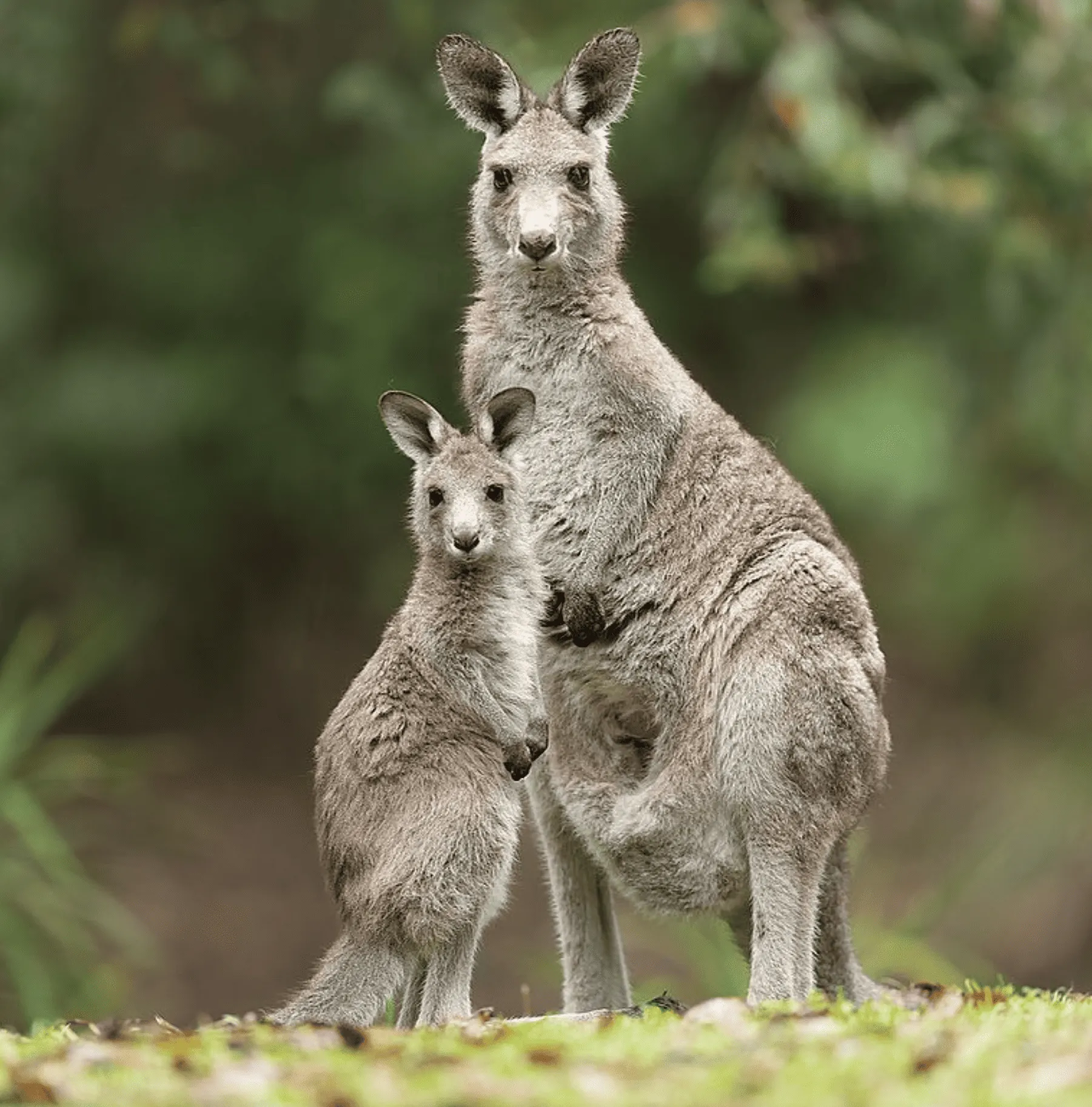 Local Wildlife Kangaroos