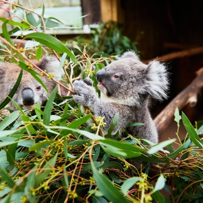 Maru Koala and Animal Park