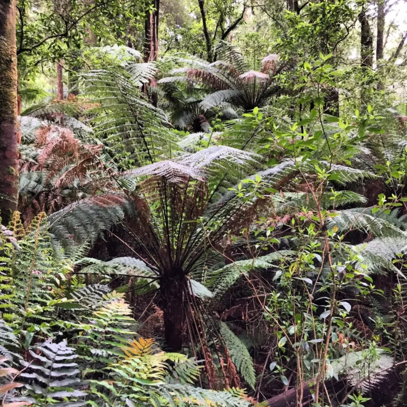 Melba Gully