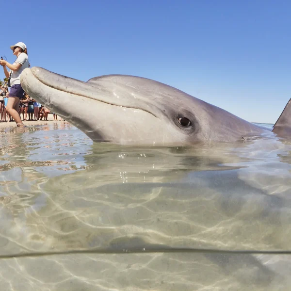 Monkey Mia Dolphins Perth