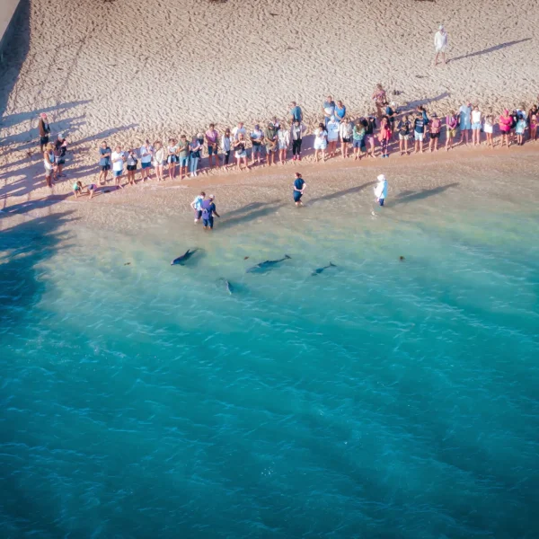 Monkey Mia Shark Bay Tourism