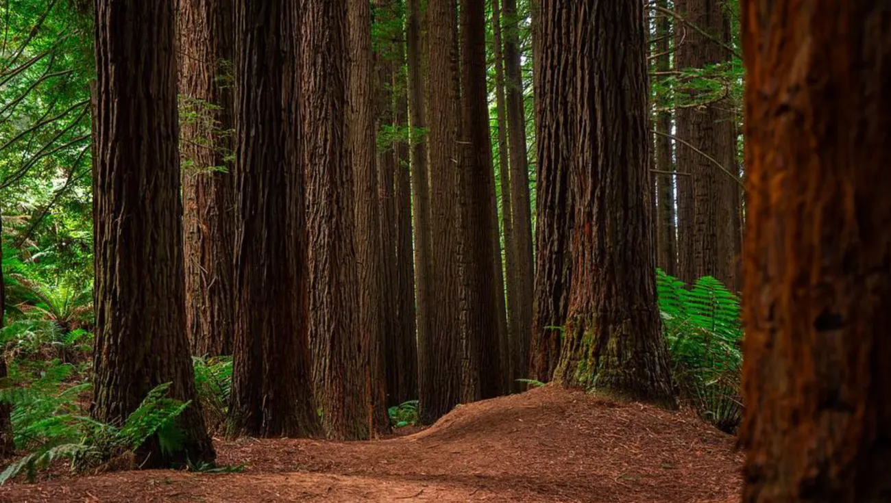Name Origin Beech Forest