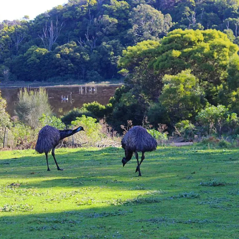 National Parks and Reserves Great Ocean Road region