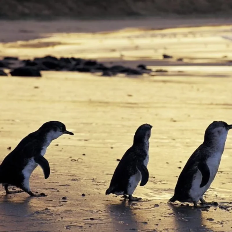 Native Wildlife on Phillip Island