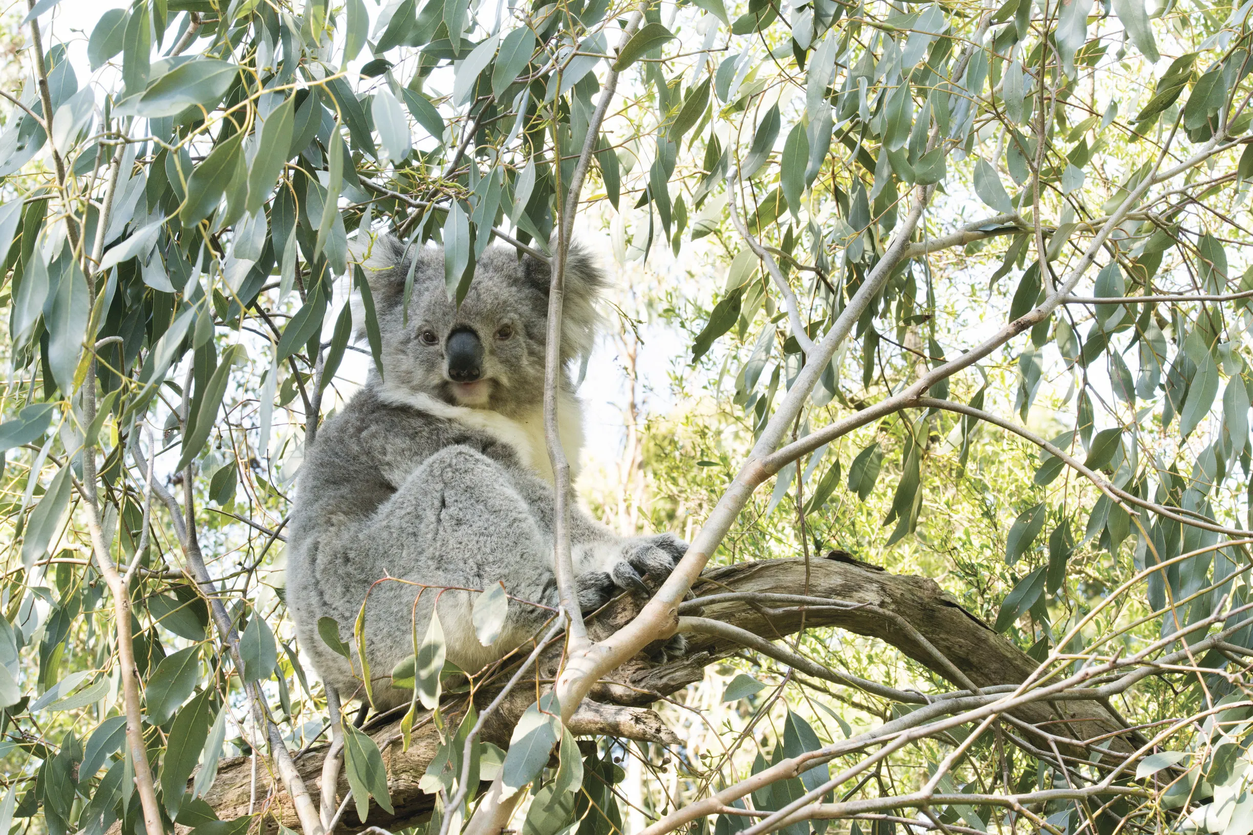 Natural Habitat of Koalas