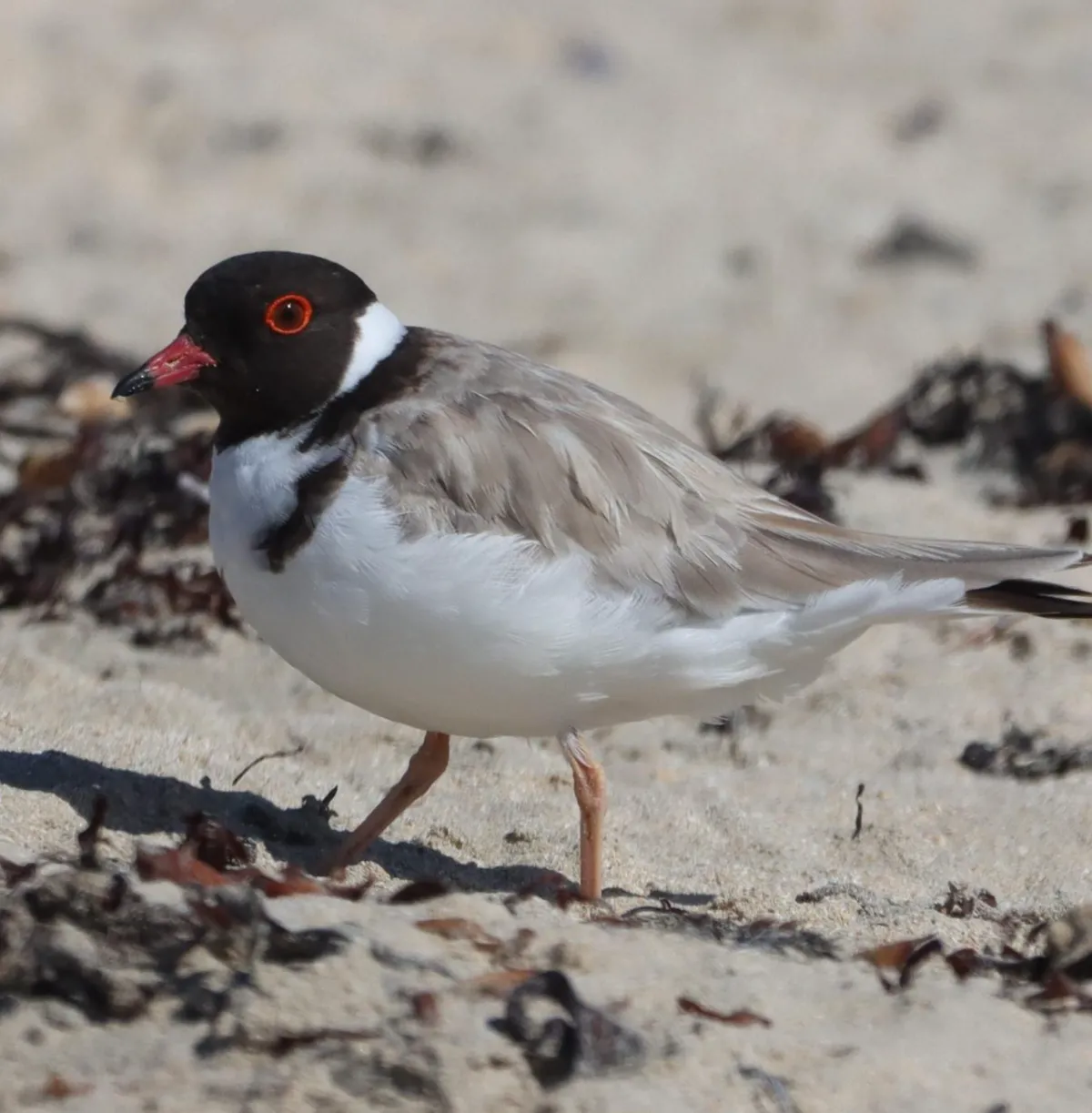 Nature and Wildlife Port Fairy