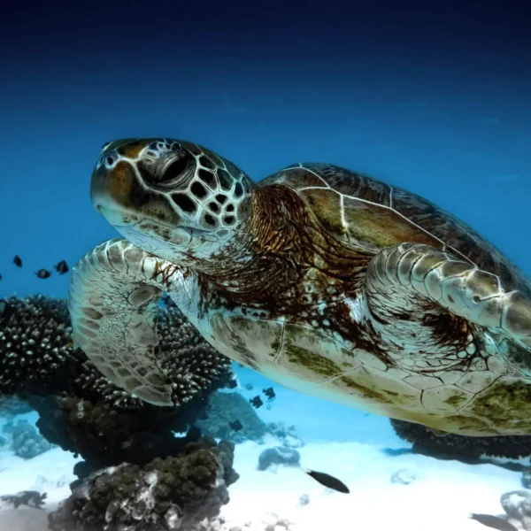 Ningaloo Reef Marine Park Tourism