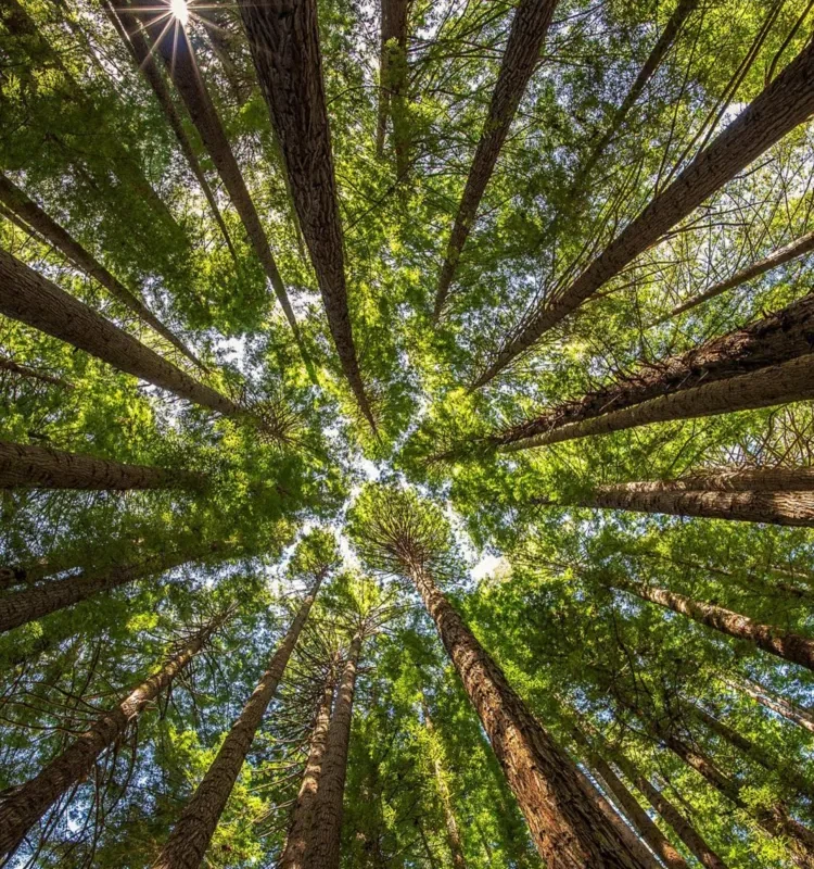 Otway Fly Treetop Adventures