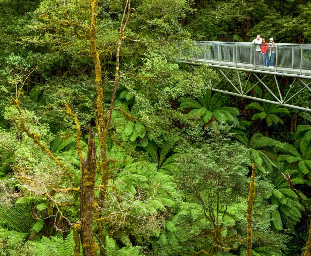 Otway Fly Treetop Adventures