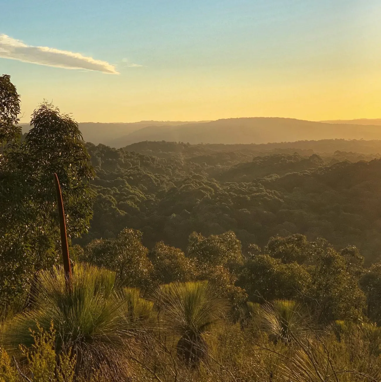Otway Forest