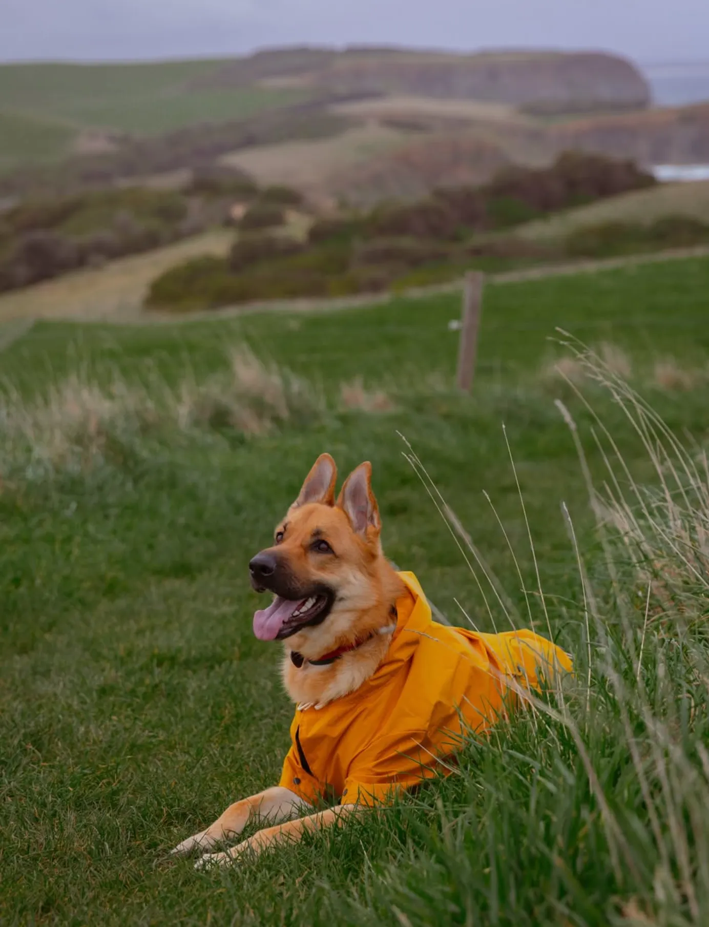 Paws on the Path