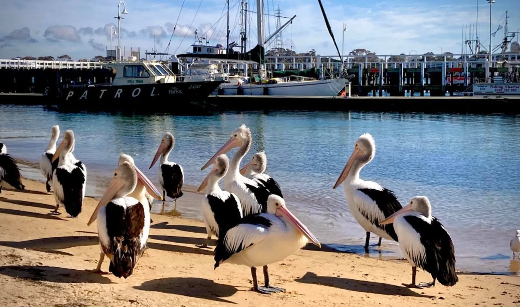 Pelican Feeding