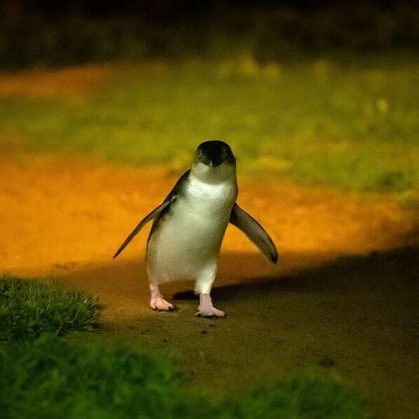 Penguin-Parade-Underground_Nature-Parks (10)