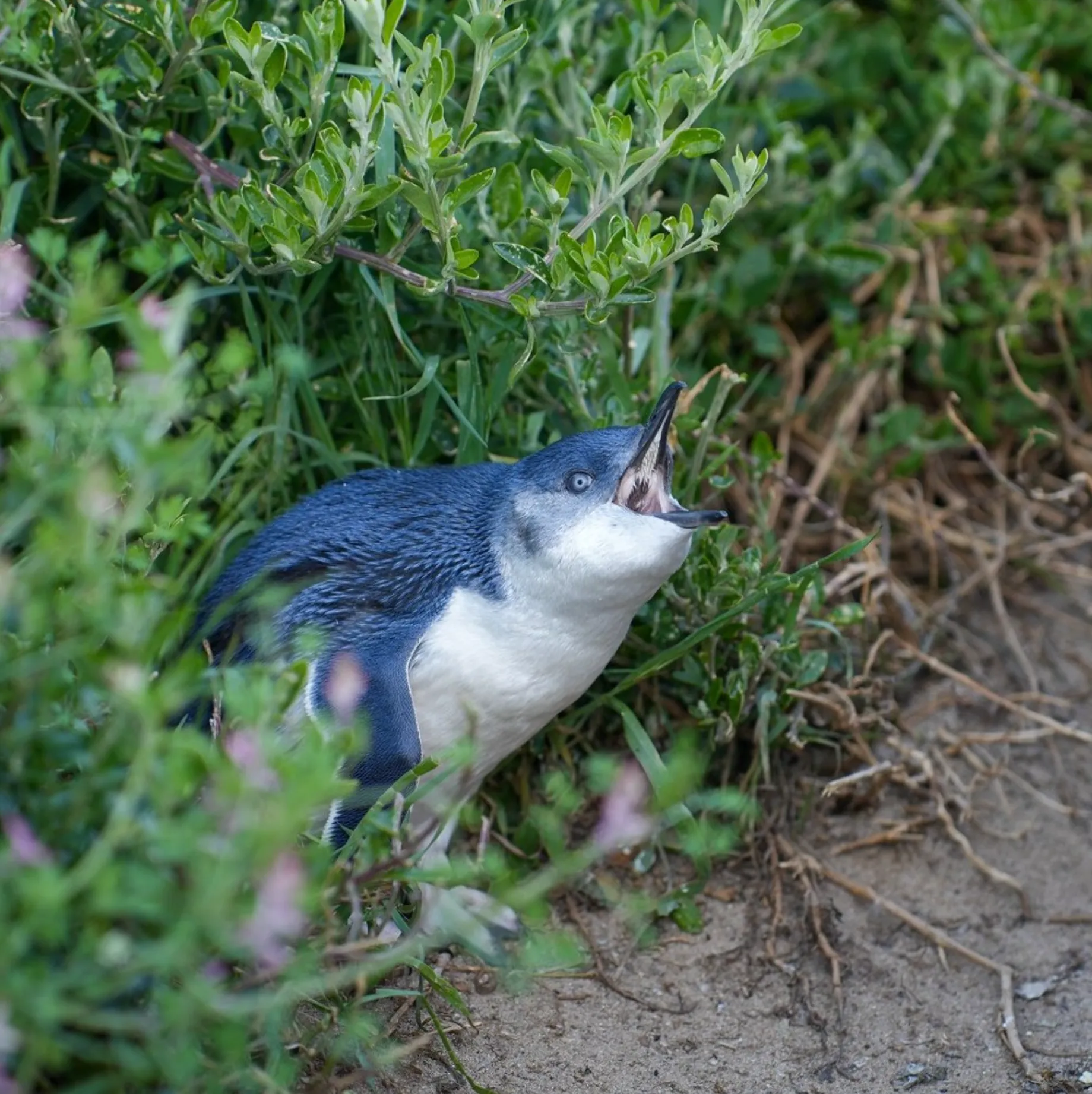 Penguin Parade and Nature Parks