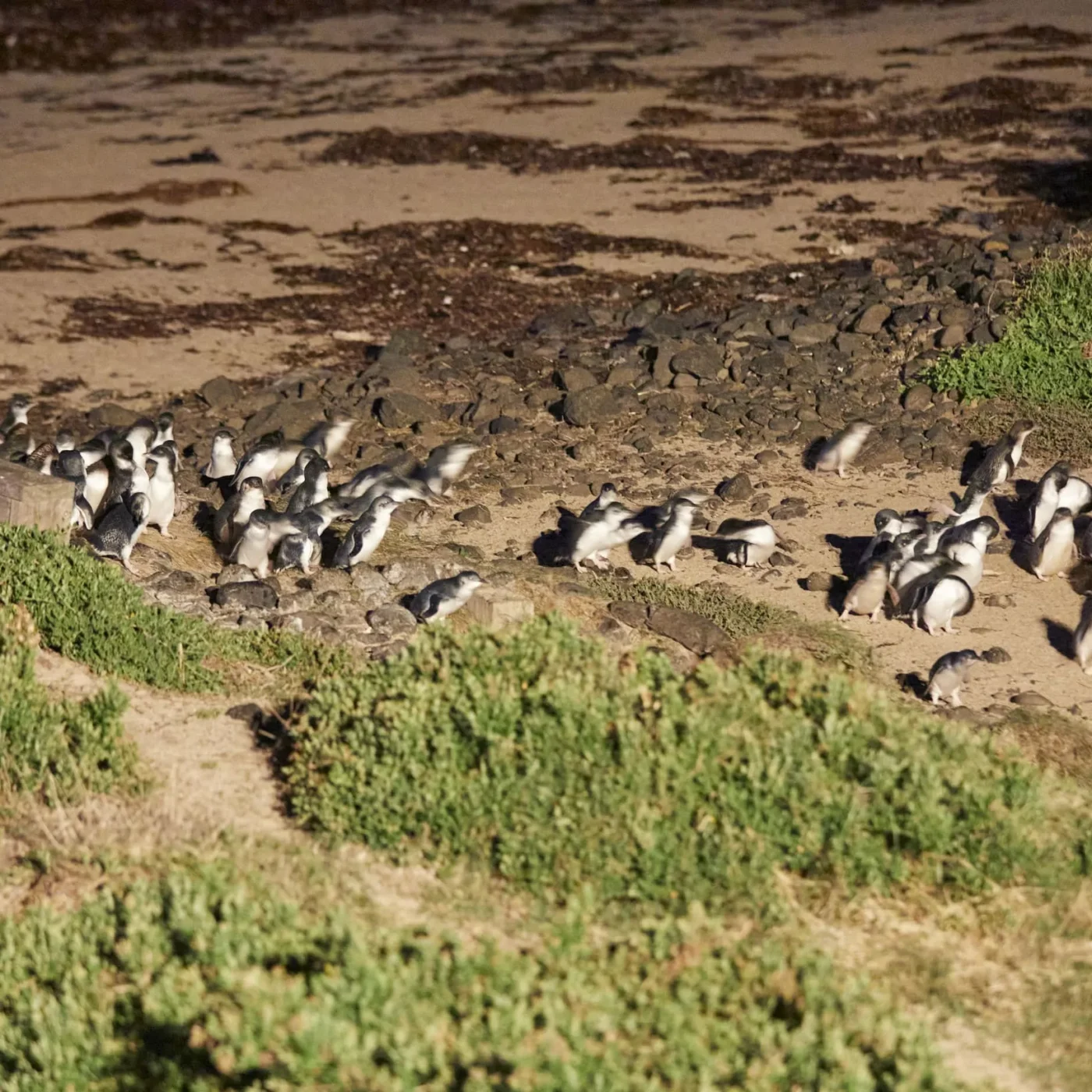 Penguin parade