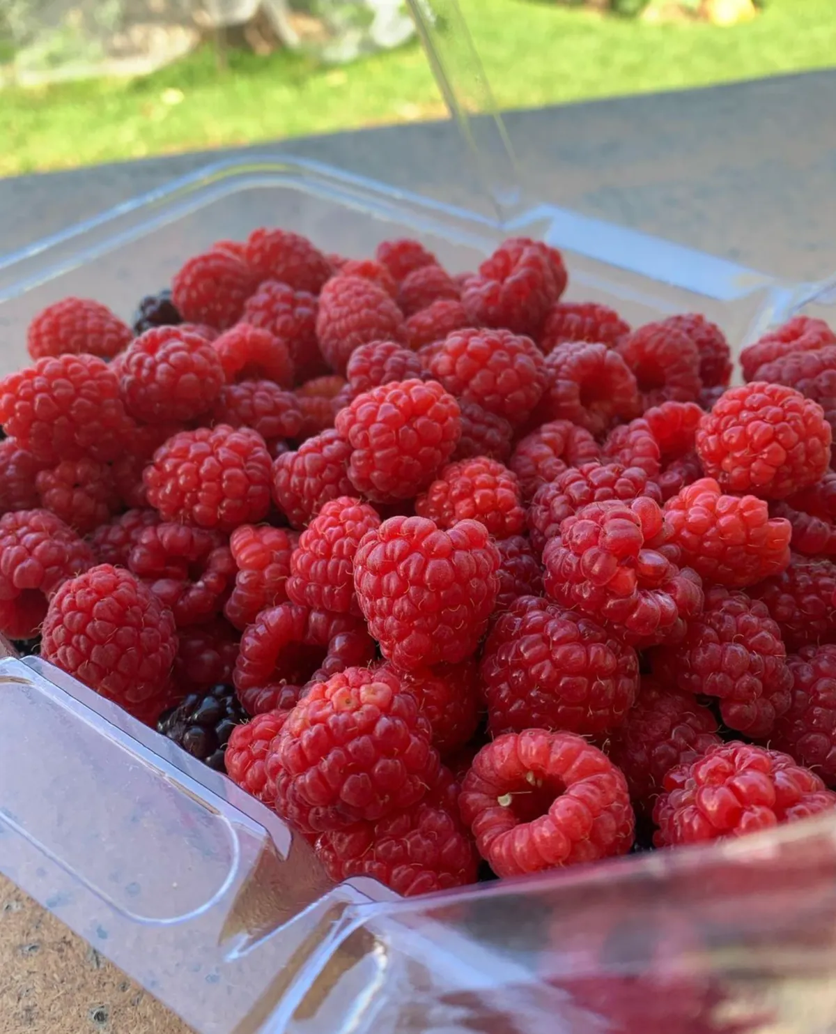 Pennyroyal Raspberry Farm
