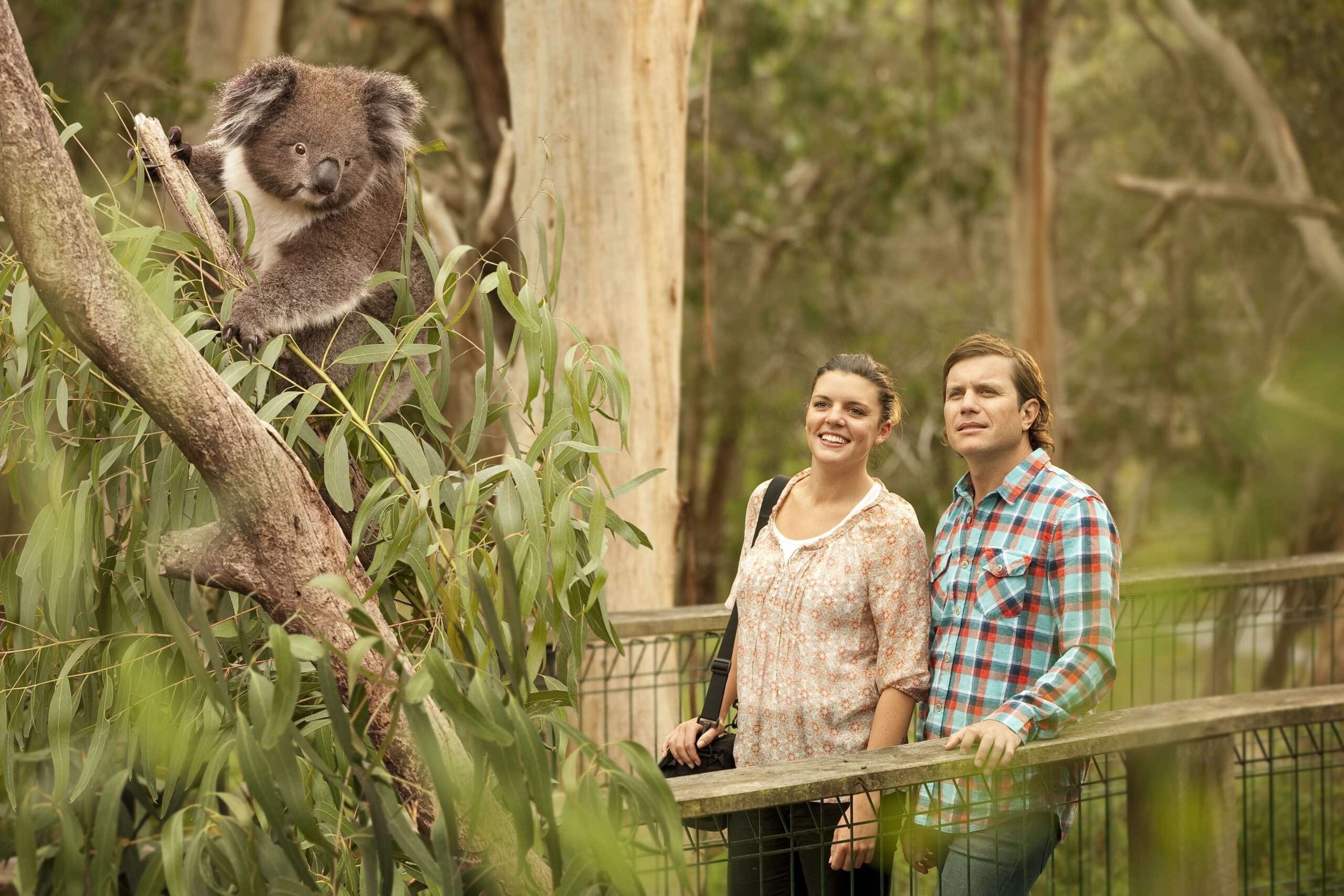 Phillip Island Koala Conservation