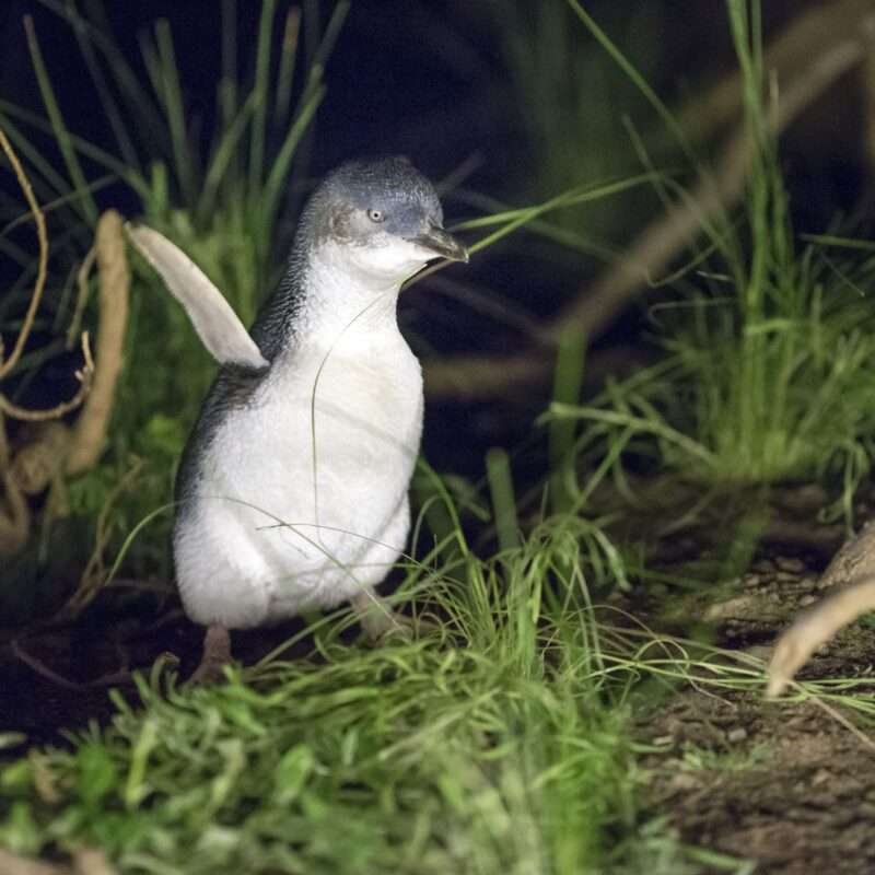 Penguin Excitement