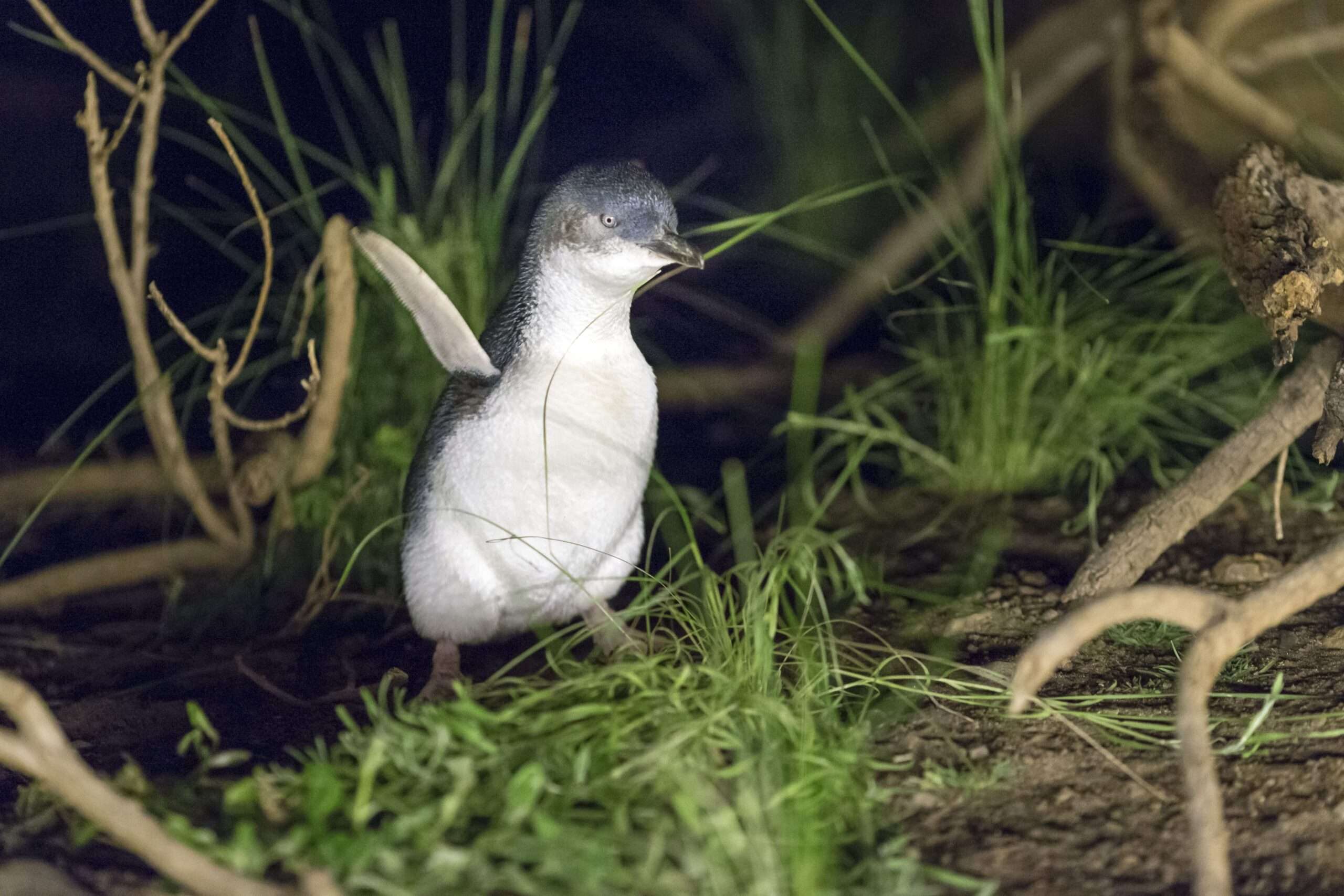 Penguin Excitement