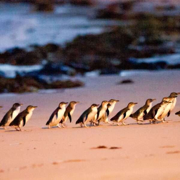 Penguin Parade Beach Arrival