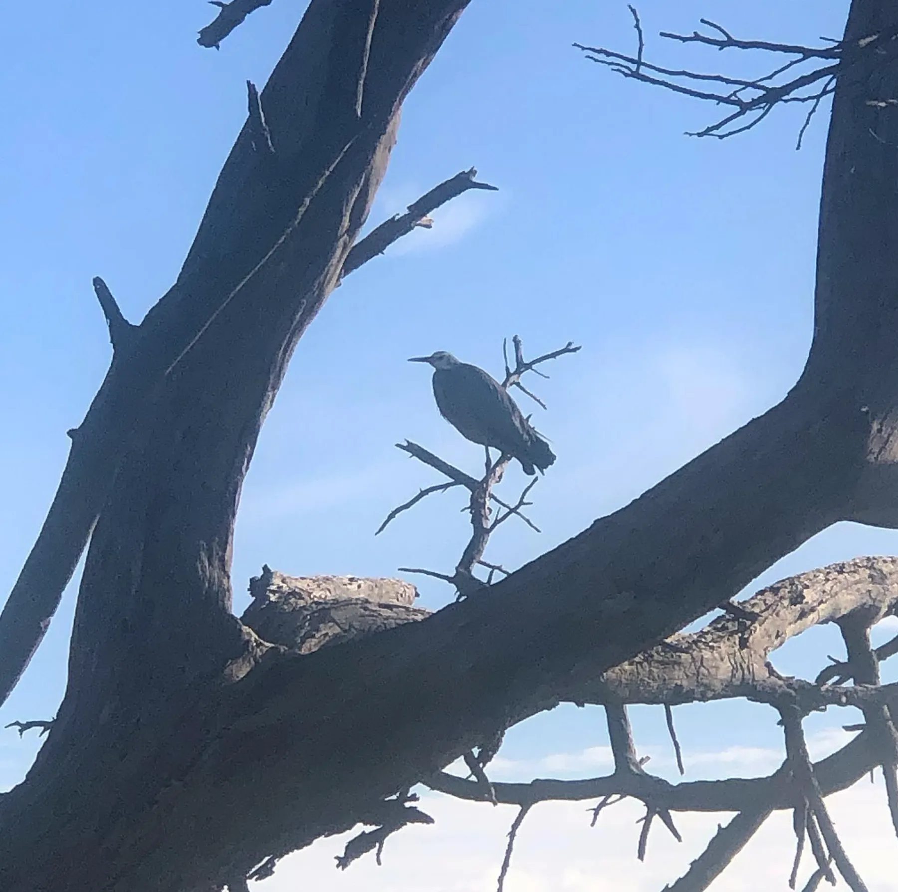 Photography and Birdwatching