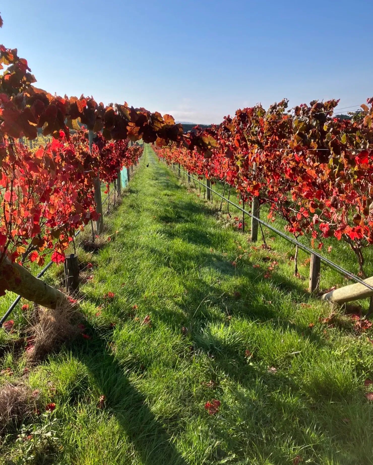 Purple Hen Winery