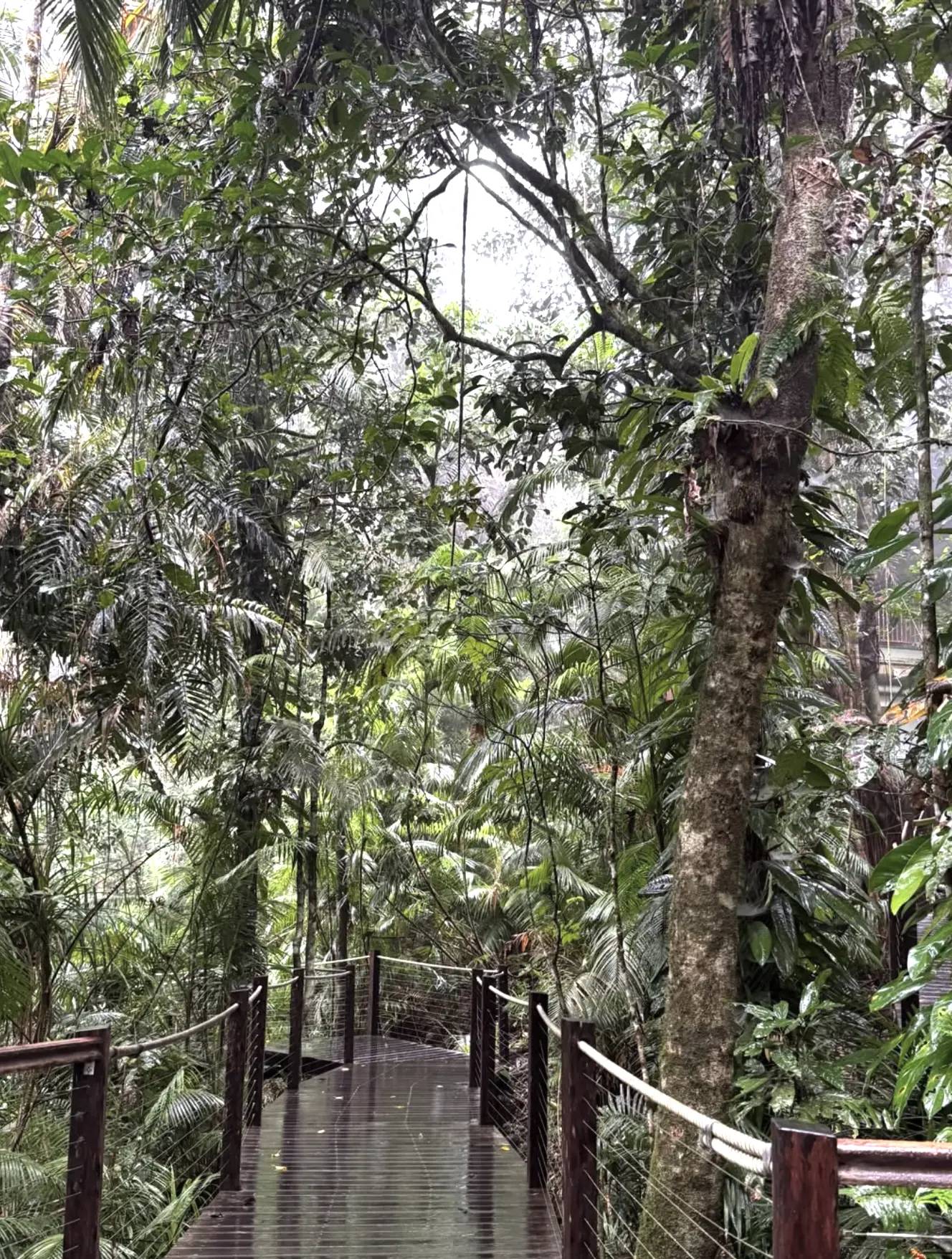 Rainforest Tracks