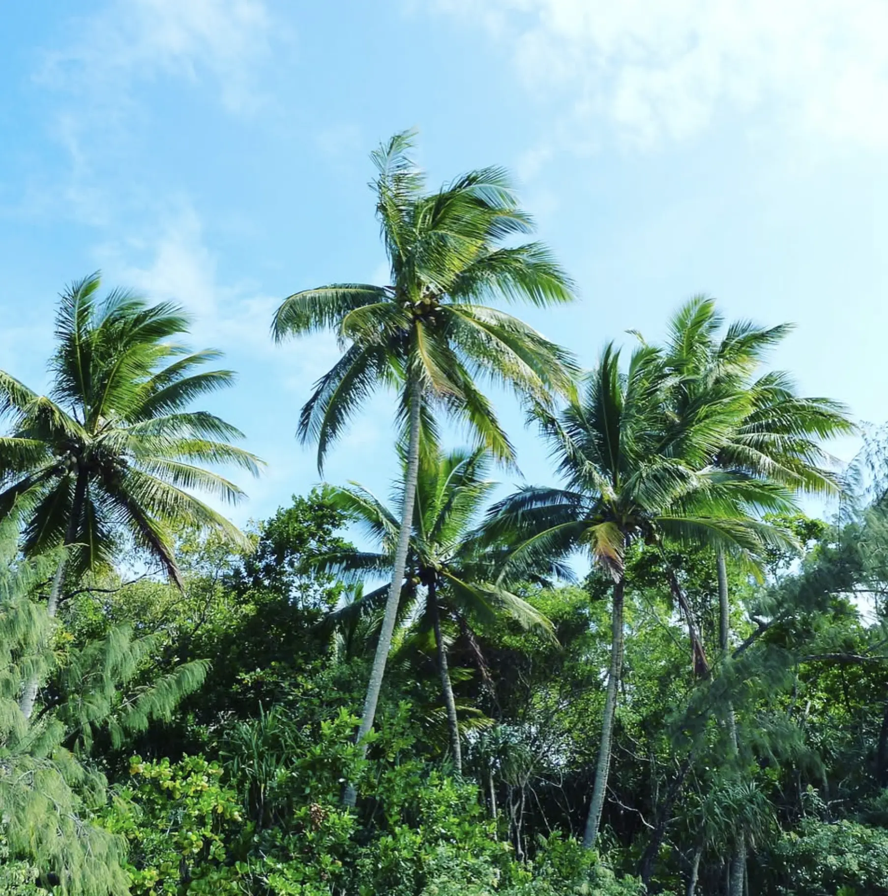 Rainforest Walks Feel Easy On Paper
