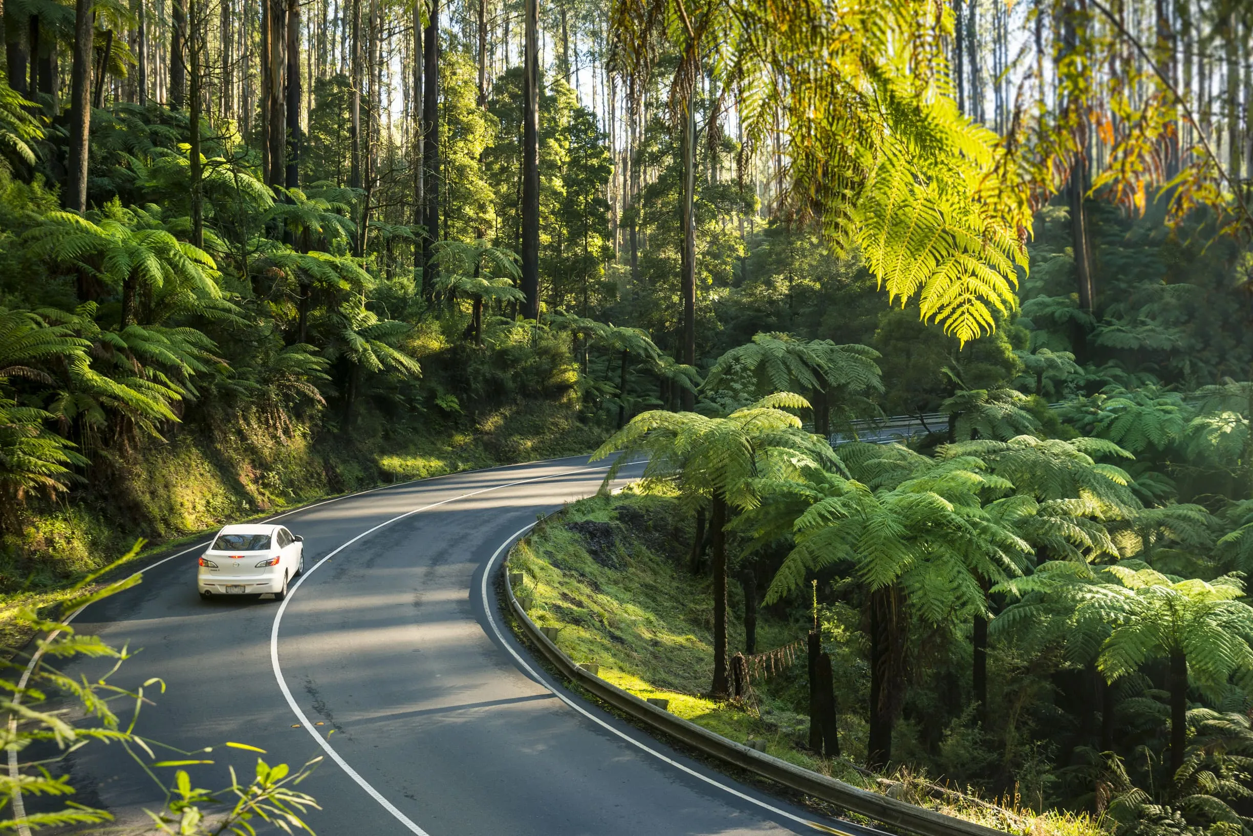 Revel in the picturesque Black Spur Drive