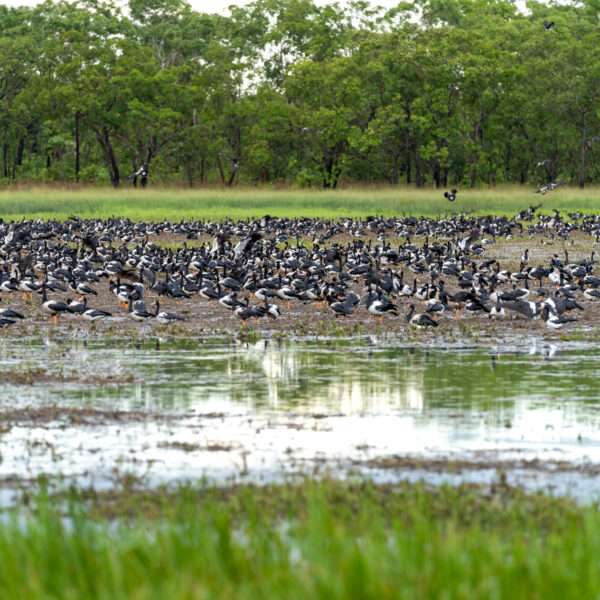 adelai river croc tours