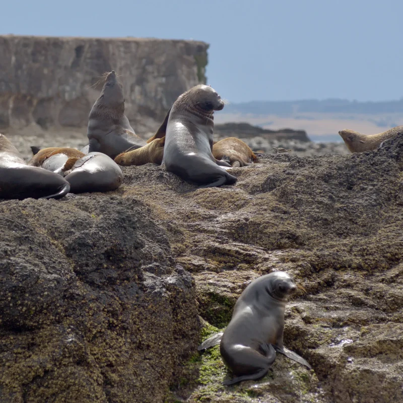 Seal Rocks, Phillip Island