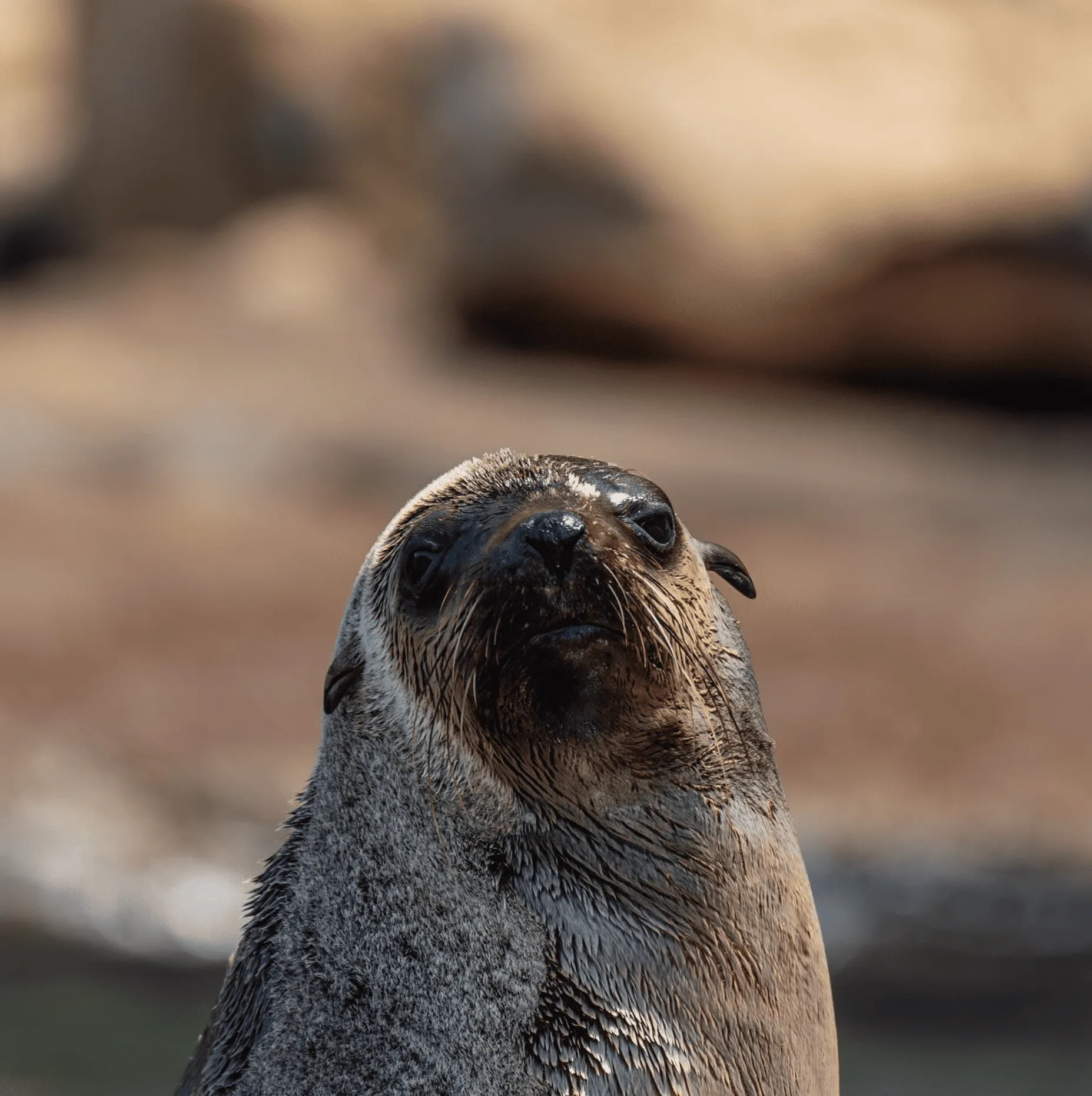 Seal Tours