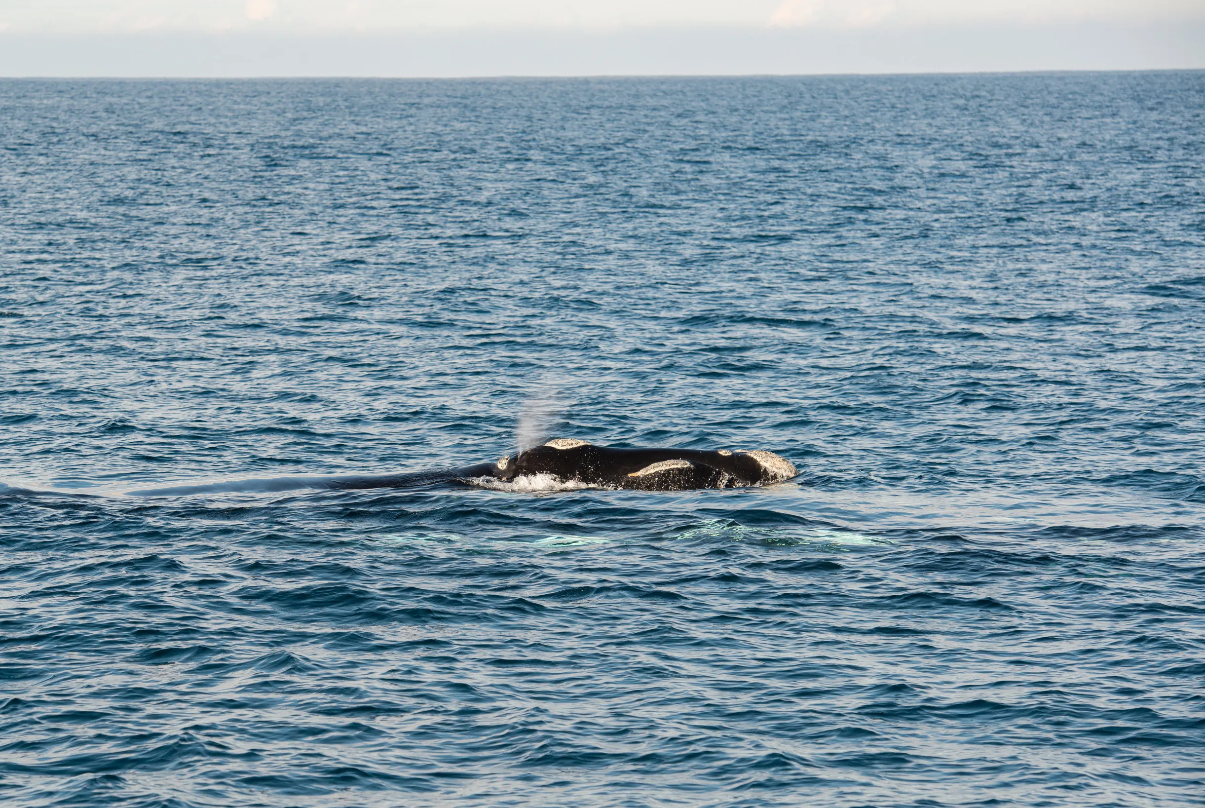 Seal Watching Cruises
