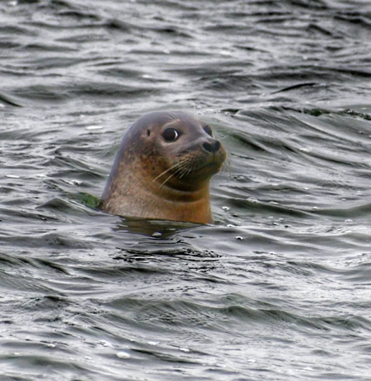 Seal Watching