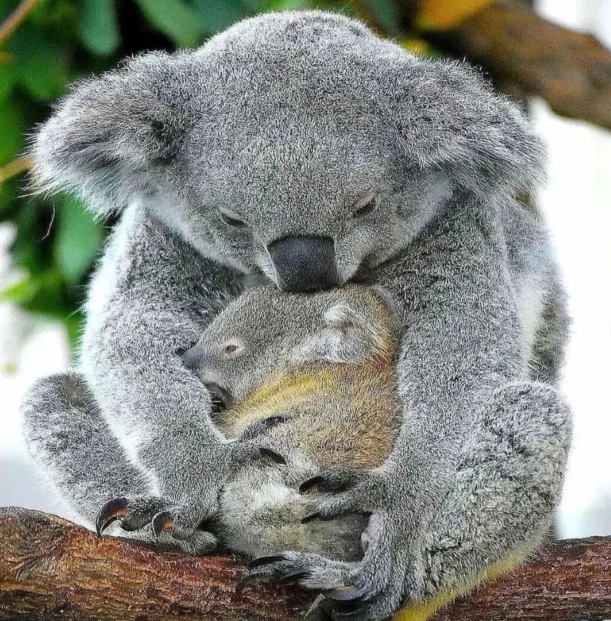 See koalas on the Kennett River Koala Walk