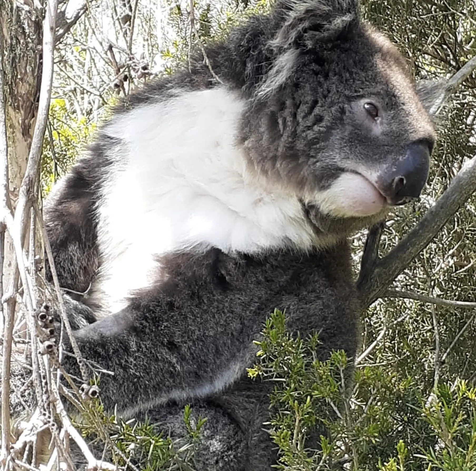 See the Koalas