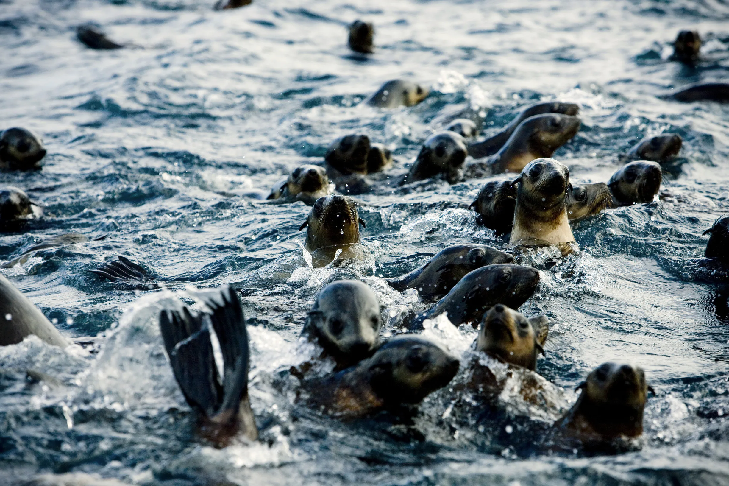 See the Seals on Phillip Island