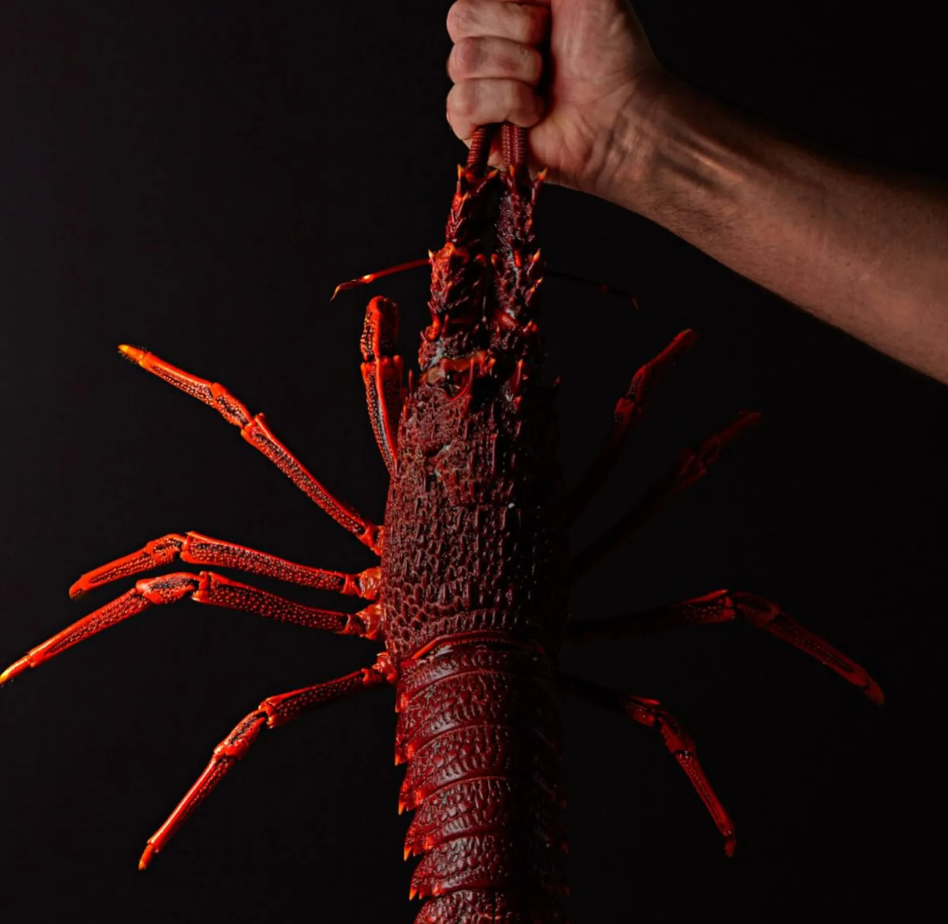 Southern Rock Lobster