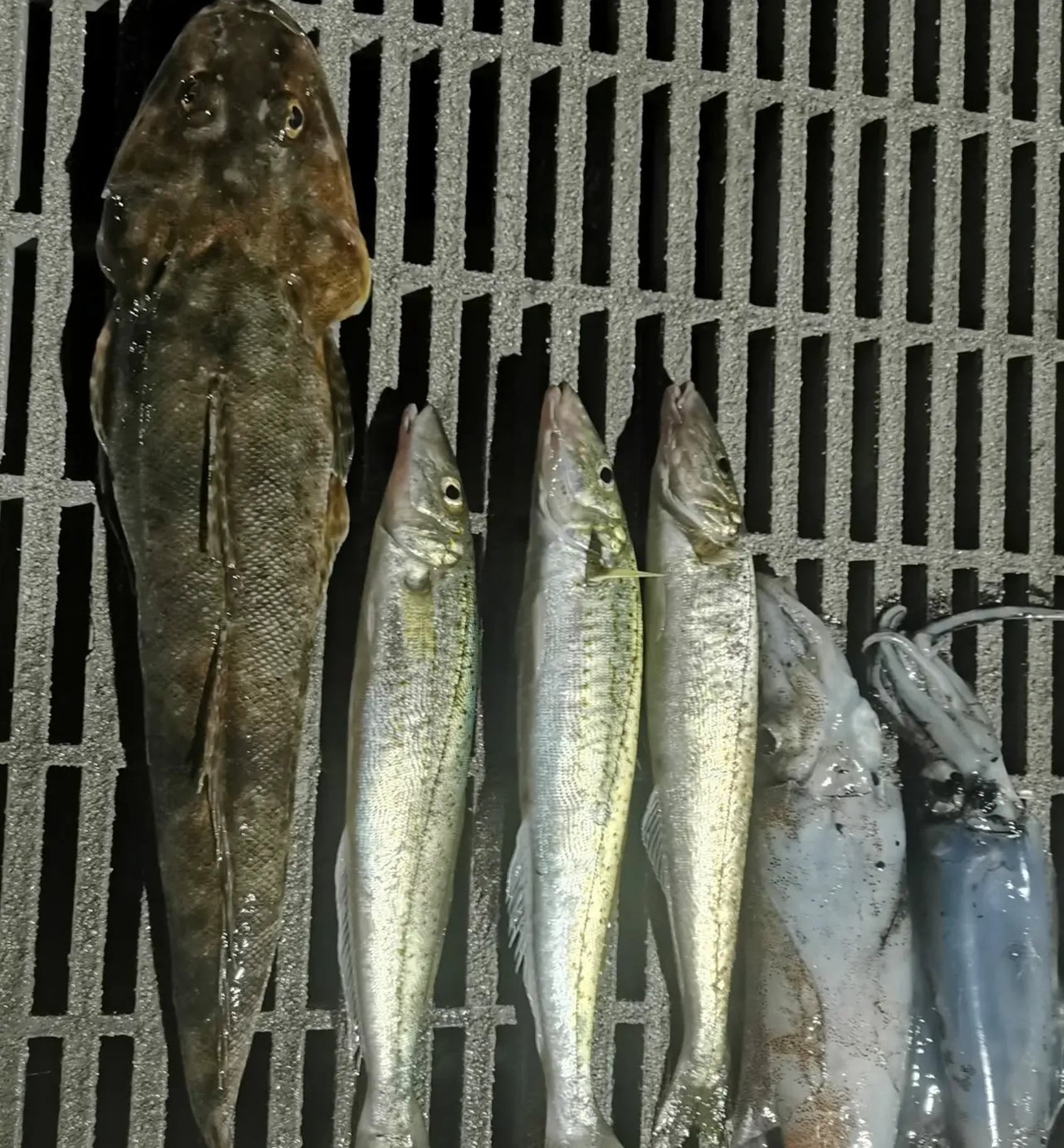 Species You Can Catch