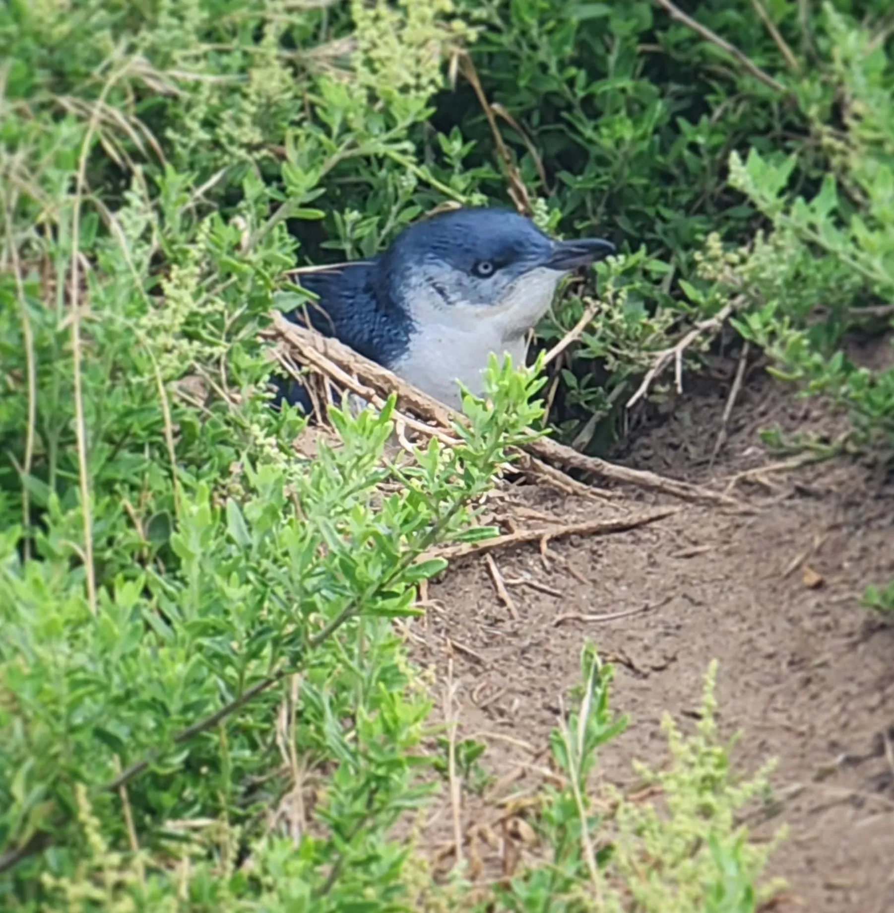 Summerland Beach Penguin