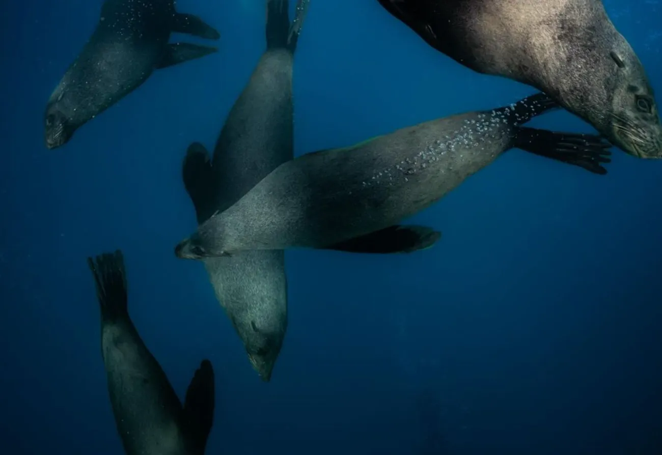 Swimming with seals